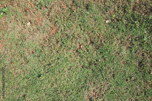 green japanese hair grass texture for background, Zoysia japonica (Korean lawngrass, zoysiagrass or Japanese lawngrass) is a species of creeping, mat-forming, hort perennial grass  photo