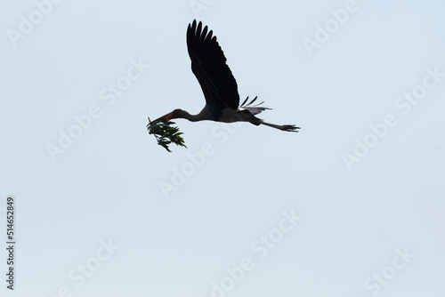 A painted stork flying away with nesting materials inside Ranganathittu Bird sanctuary during a boat safari