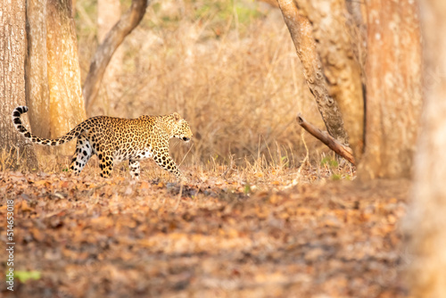 A female leopard walking through the dry jungles of Nagarhole national park during a drive through the park in wildlife safari photo