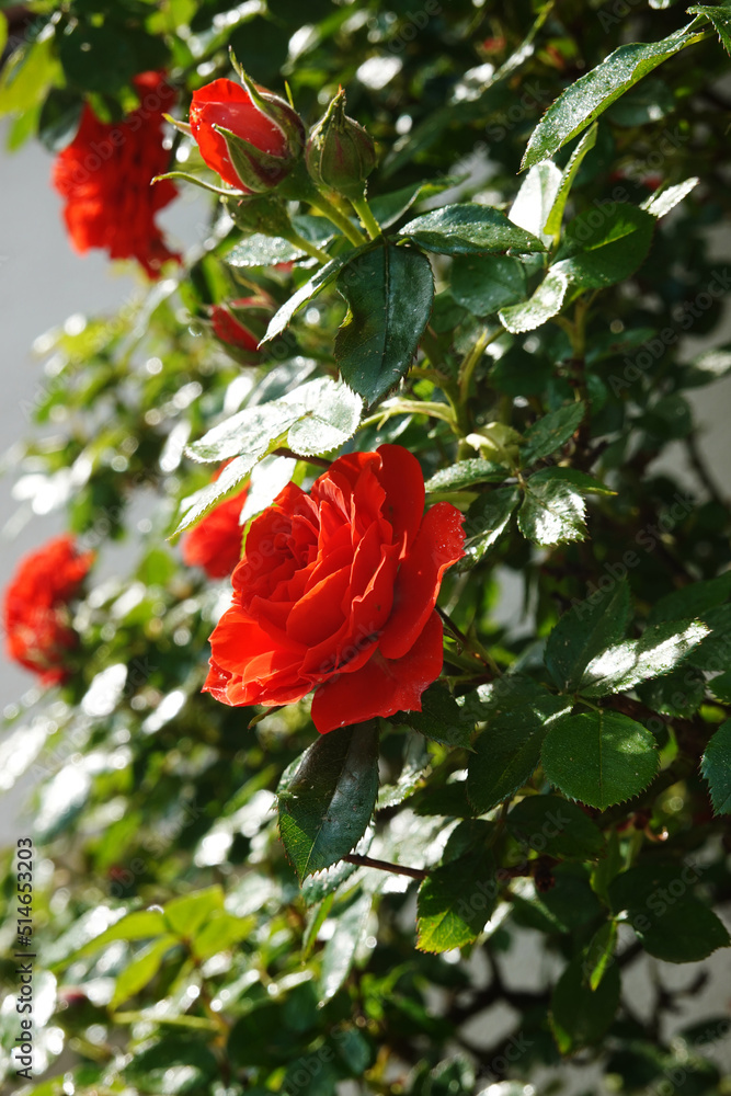Red roses blooming in a garden Red roses blooming in a garden