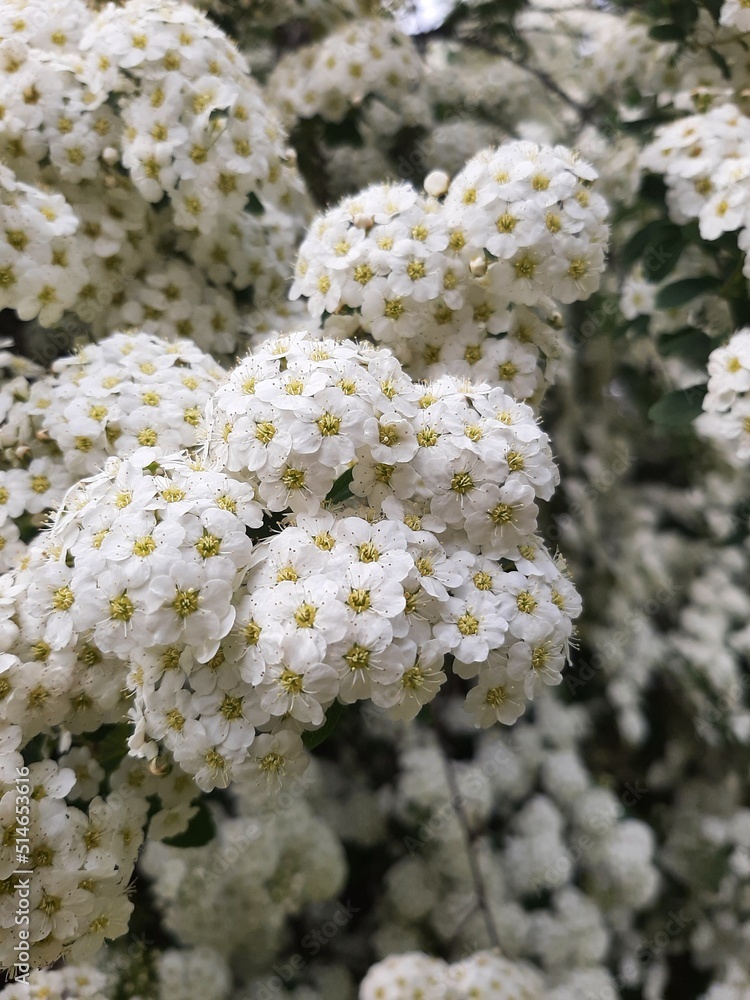 Fototapeta premium Spiraea in the garden