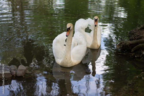 swan on the lake