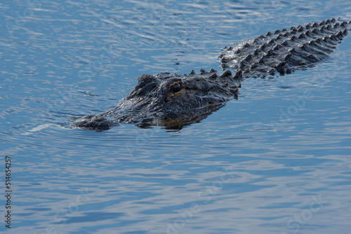 Alligator swimming in the water