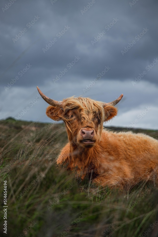 Highland cow in rugged and grassy landscape Highland cow in rugged and grassy landscape