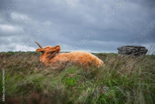 Highland cow in rugged and grassy landscape   © Joseph