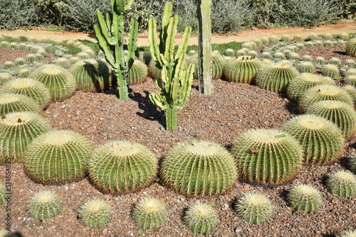 Cactus boule au jardin