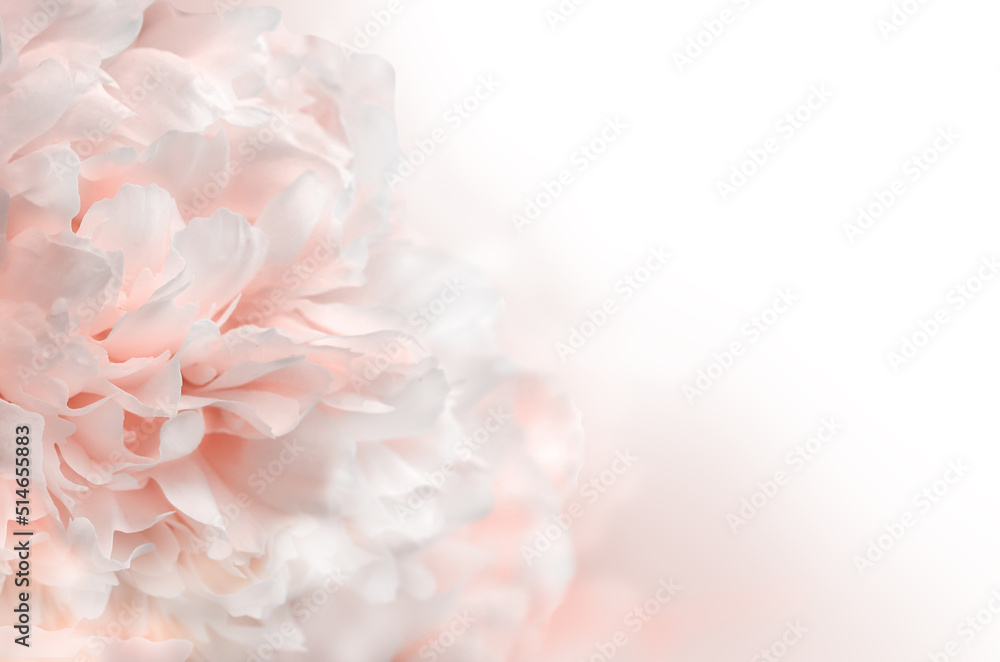 White and pink peony background, closeup texture of peonies