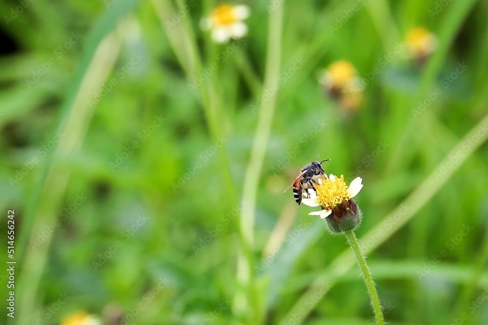 Little bee eating nectar from flower. Little bee eating nectar from flower.