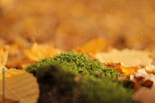 moss on a tree