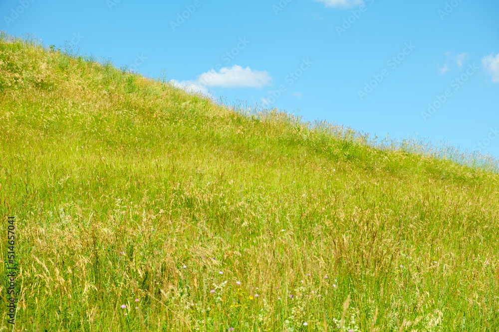 Vibrant meadow with ear and blue sky. Field of fresh green grass and bright sky with clouds. Horizon. Summer landscape. No people. Grassland scenery. Skyline. Copy Space