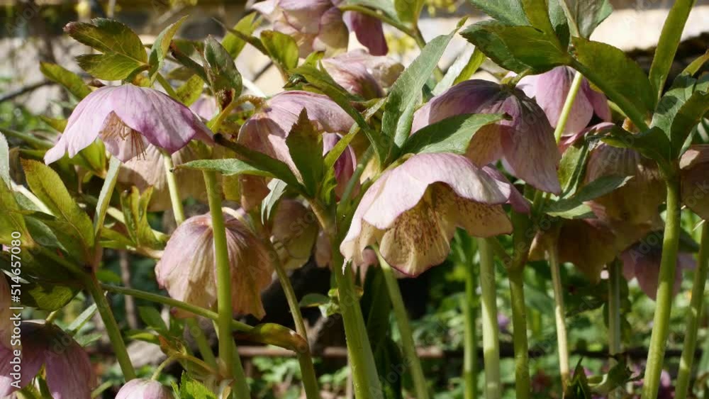 Helleborus orientalis flowered pink blossoms in the garden Helleborus orientalis flowered pink blossoms in the garden