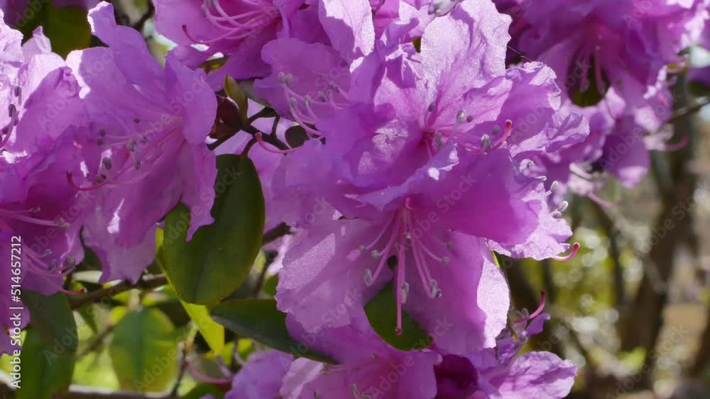 Dahurian rhododendron, or Rhododendron dauricum close up Dahurian rhododendron, or Rhododendron dauricum close up