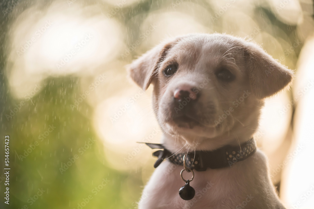 labrador puppy with raindrop and sunset foliage light bokeh