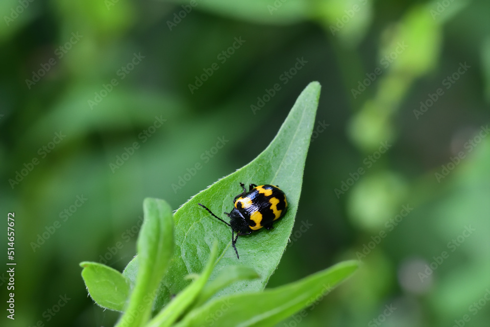 Naklejka premium イタドリハムシ（埼玉県/7月）