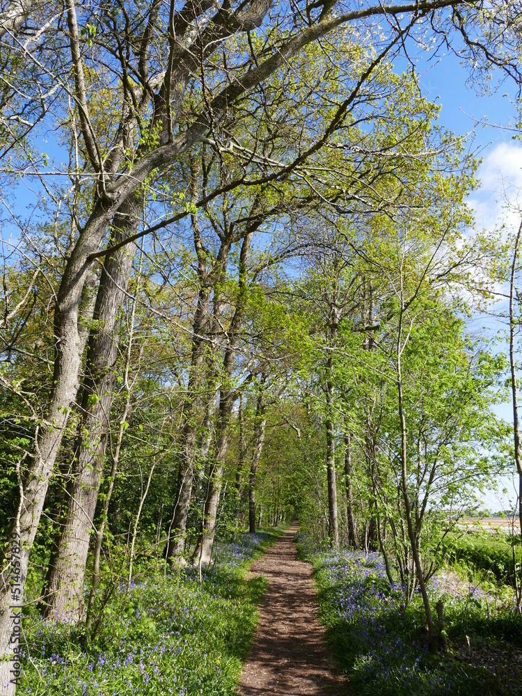 Naklejka premium Hiking trail through the