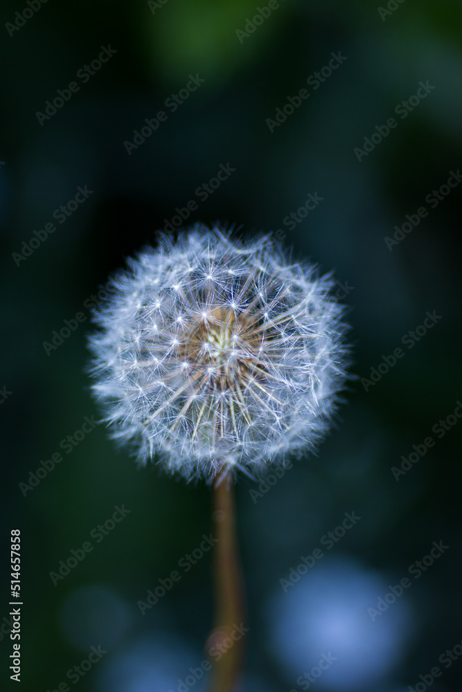 Obraz premium dandelion head