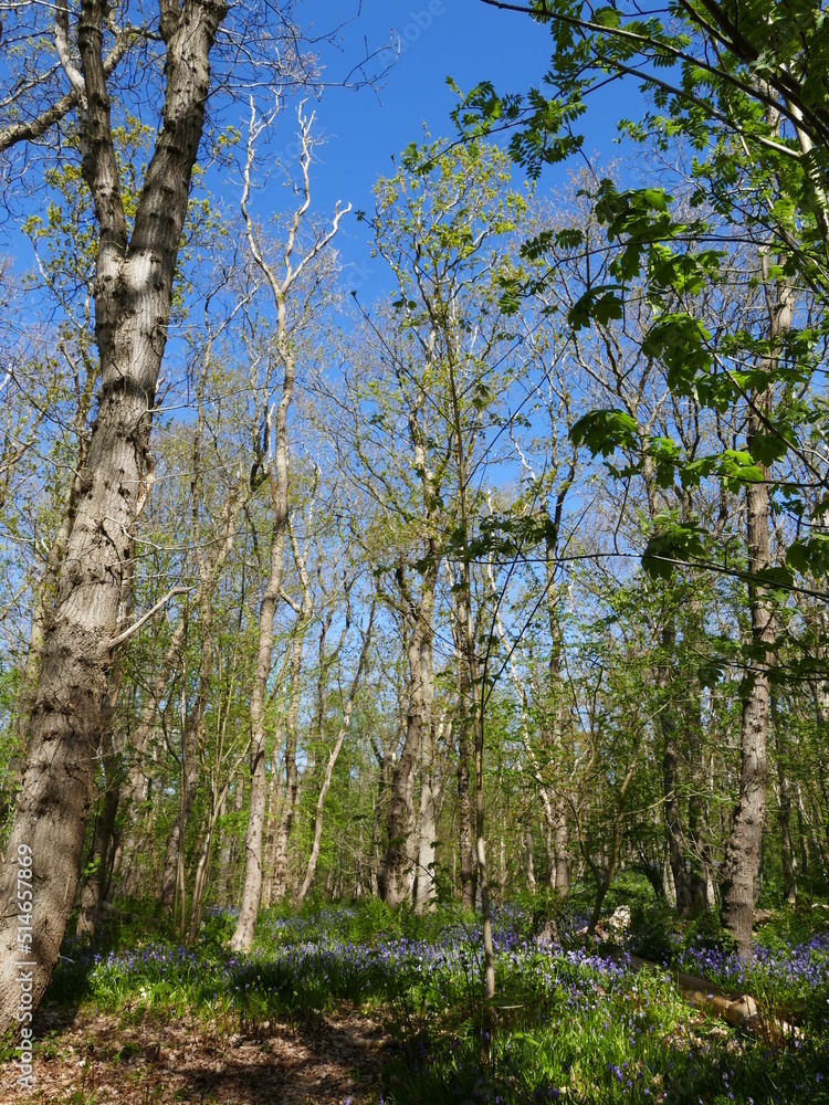 Fototapeta premium The 'Wildrijk' in St. Maartenszee, North Holland, Holland, Netherlands, is a natural forest where a carpet of wild hyacinths blooms every spring