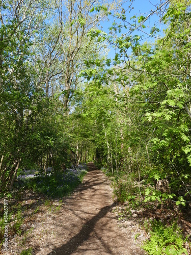 Hiking trail through the "Wildrijk", a natural forest in St. Maartenszee, North Holland, Holland, The Netherlands