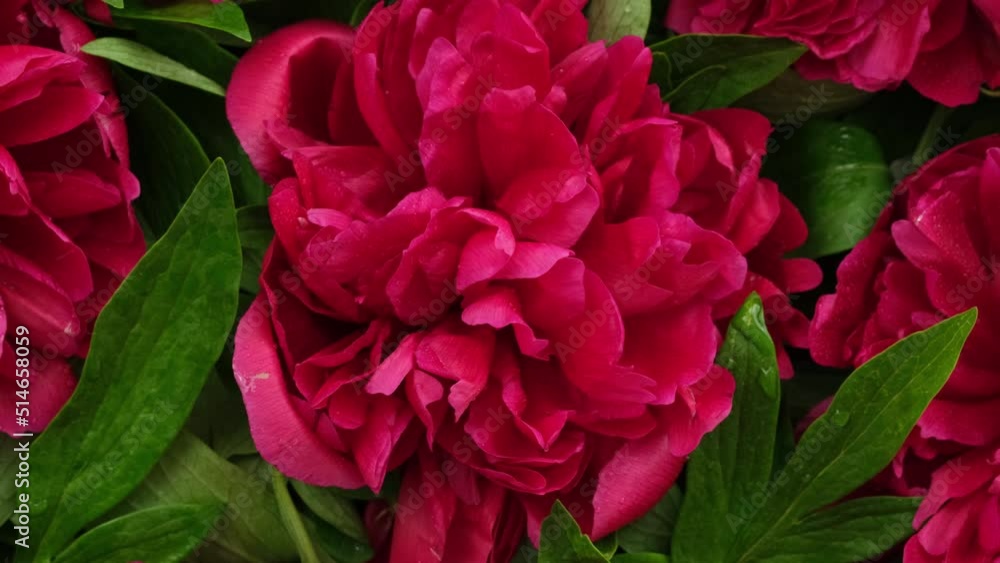 Peonies. Blooming pink peony flowers rotating close-up. Birthday spring bunch. Beautiful Paeonia flowers background. Nature backdrop, Valentine's Day concept. Slow motion Peonies. Blooming pink peony flowers rotating close-up. Birthday spring bunch. Beautiful Paeonia flowers background. Nature backdrop, Valentine's Day concept. Slow motion