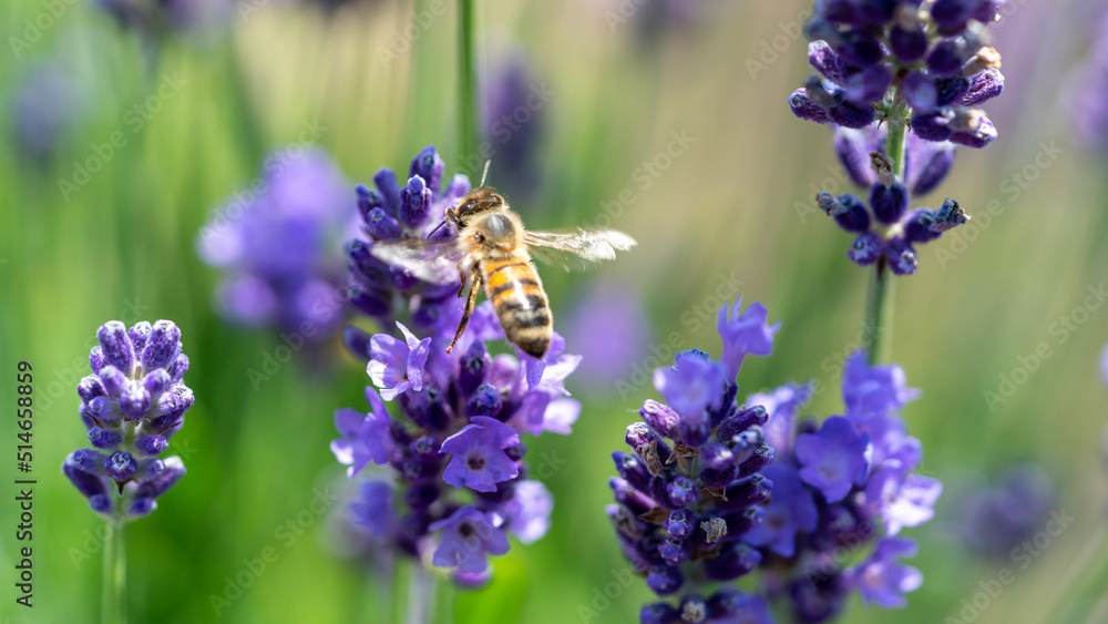 A bee collects pollen from a lavender flower A bee collects pollen from a lavender flower