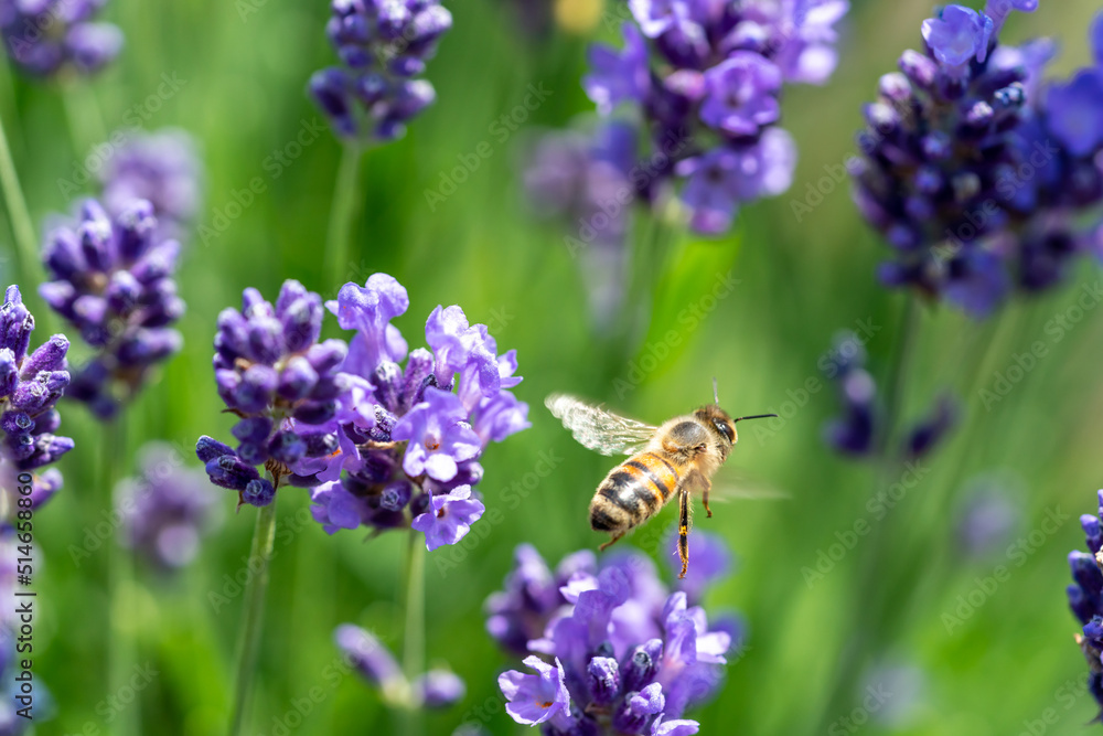 A bee collects pollen from a lavender flower A bee collects pollen from a lavender flower