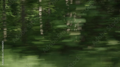 Driving plate side view of green mixed forest on summer sunny day from car