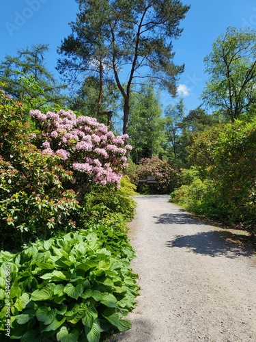 Fototapeta Naklejka Na Ścianę i Meble -  Beautiful landscape of walking path in Park Seleger Moor in Rifferswil, Canton Zurich, Switzerland, with blooming azalea flowers tree, view during bright summer afternoon.