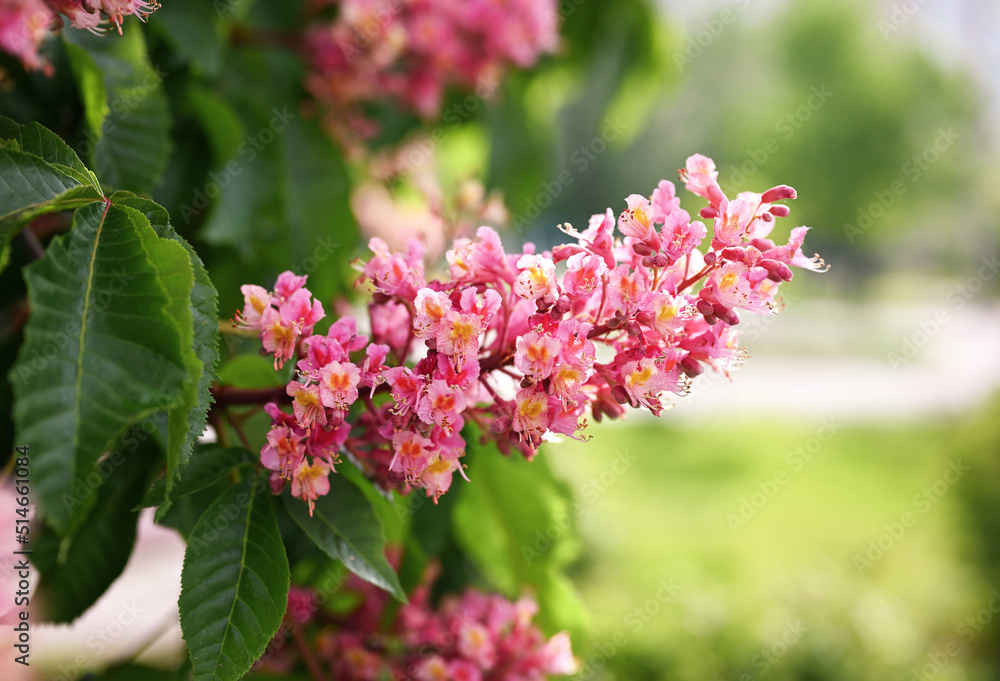 Natural spring background. Blooming pink chestnut close-up Blurred background .