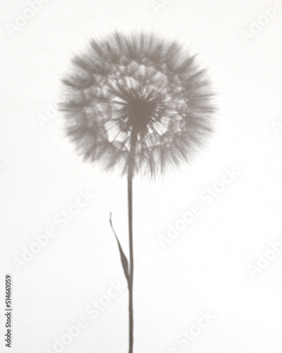 Abstract floral background. Dandelion shadow on white paper.