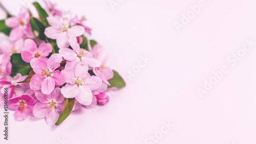 Spring banner. Blossoming branch of an apple tree on a pink background, copy space.