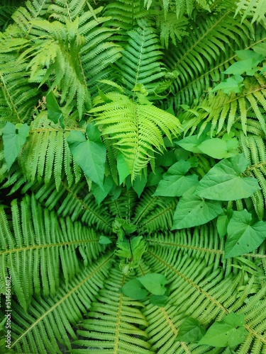 Lots of ferns in a vegetative environment in a forest or tropical plant greenhouse