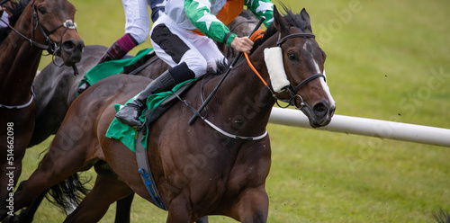 Lead race horse galloping for winning position 
