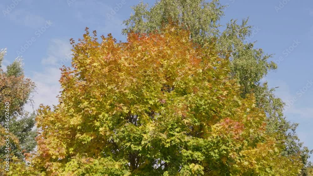 Autumn leaves fall in the forest, natural landscape. Autumn leaves fall in the forest, natural landscape.