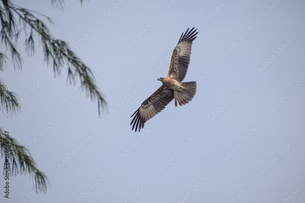 Obraz premium Eagle flying in the sky