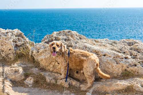Cocker spaniel dog standing on the easternmost point of Italy in Punta Palascia Puglia