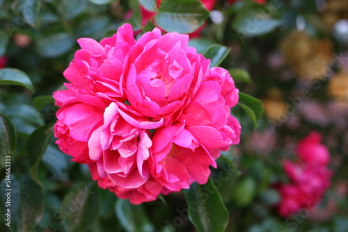 Gallic rose, or rose of Provins, French rose (Rosa gallica) close-up, Germany photo