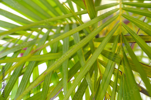 Beautiful Green Leaves background, Leaf Texture. Leaf Background