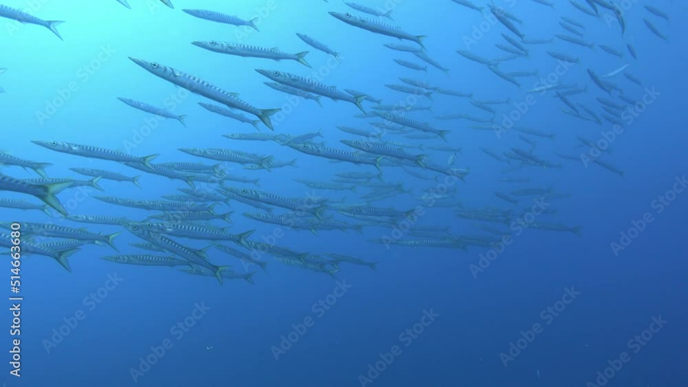 Big school of barracuda fish in open sea Big school of barracuda fish in open sea