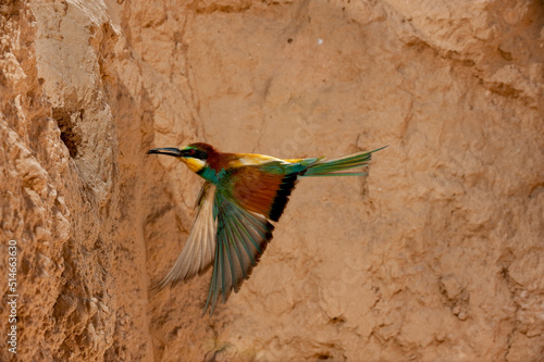 European Bee-eater (Merops apiaster), Flying to the nest, Alicante, Comunidad Valenciana, Spain