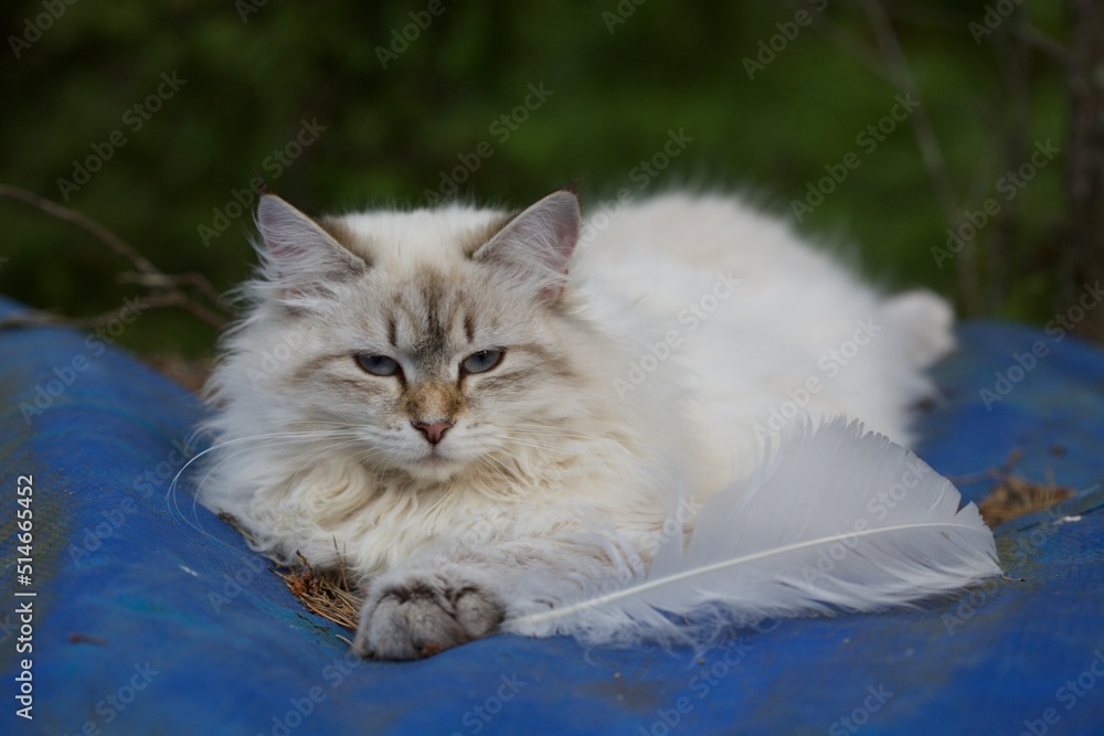custom made wallpaper toronto digitalPurebred Neva masquerade kitten. Tabby pointed with blue eyes