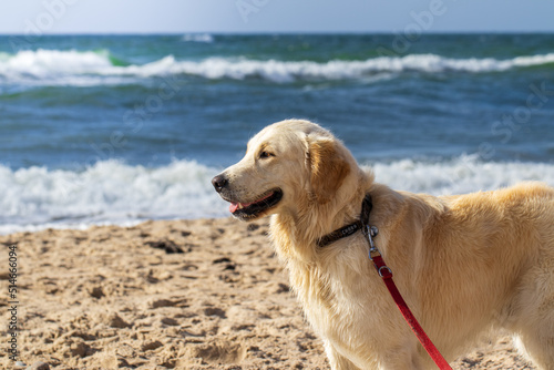 Fototapeta Naklejka Na Ścianę i Meble -  pies golden retriever na wakacjach nad morzem bałtyckim