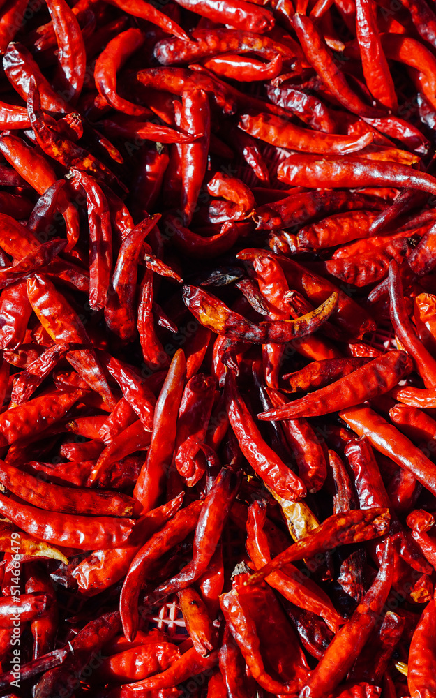 Lot of dried chili as a food background.
