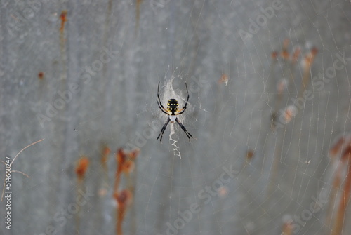 spider on the web