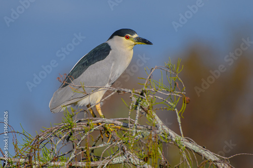 Bird, Black-crowned Night Heron perched on a branch