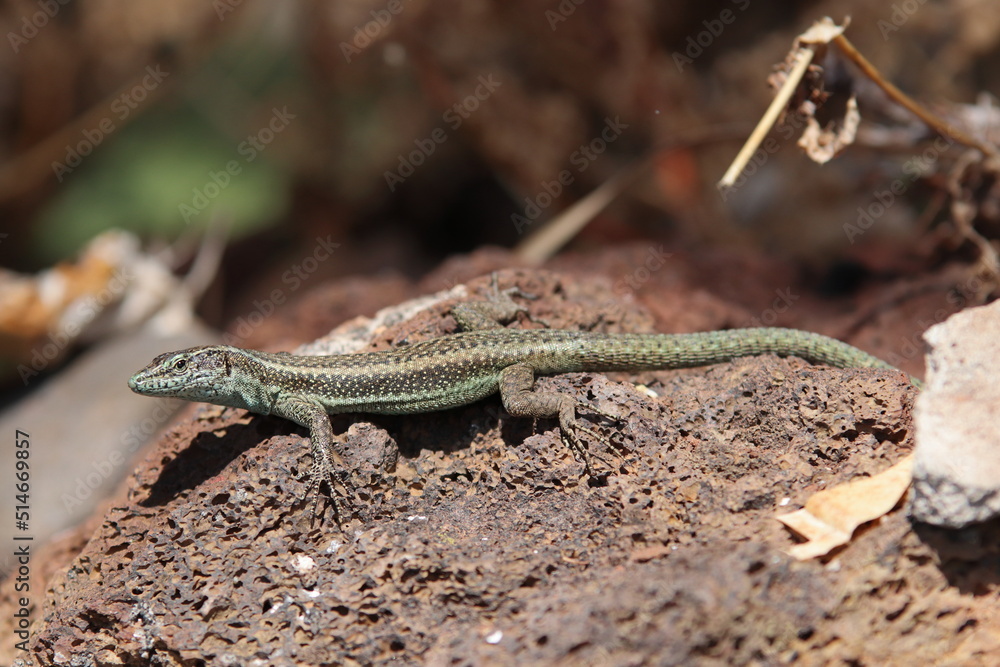 Madeiran wall lizard in natural habitat Madeiran wall lizard in natural habitat