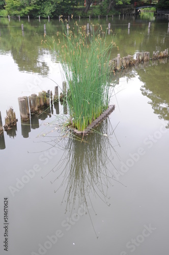 wooden posts and plants reflecting in water