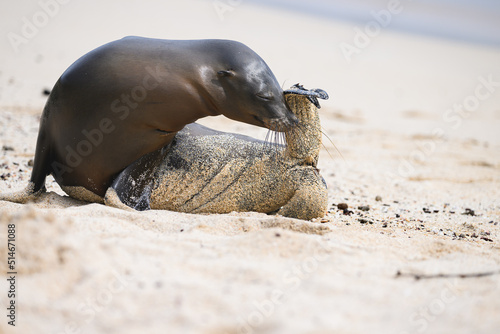 Sea lion on beach, sniffing at tail, Galápagos 