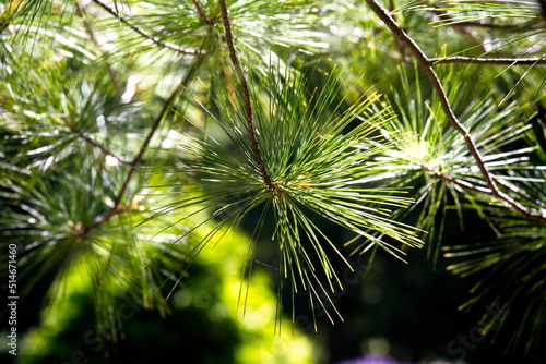 Green needles on a pine tree.