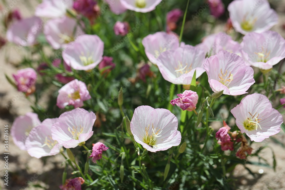 many flowers of a pink evening primrose in the sun many flowers of a pink evening primrose in the sun