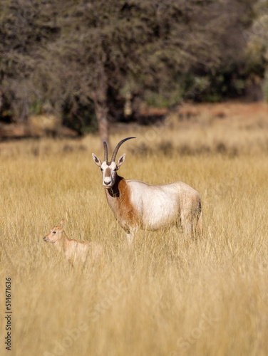 Scimitar Oryx, Sahara Oryx or Scimitar-horned Oryx with two calves, on a game farm in South Africa